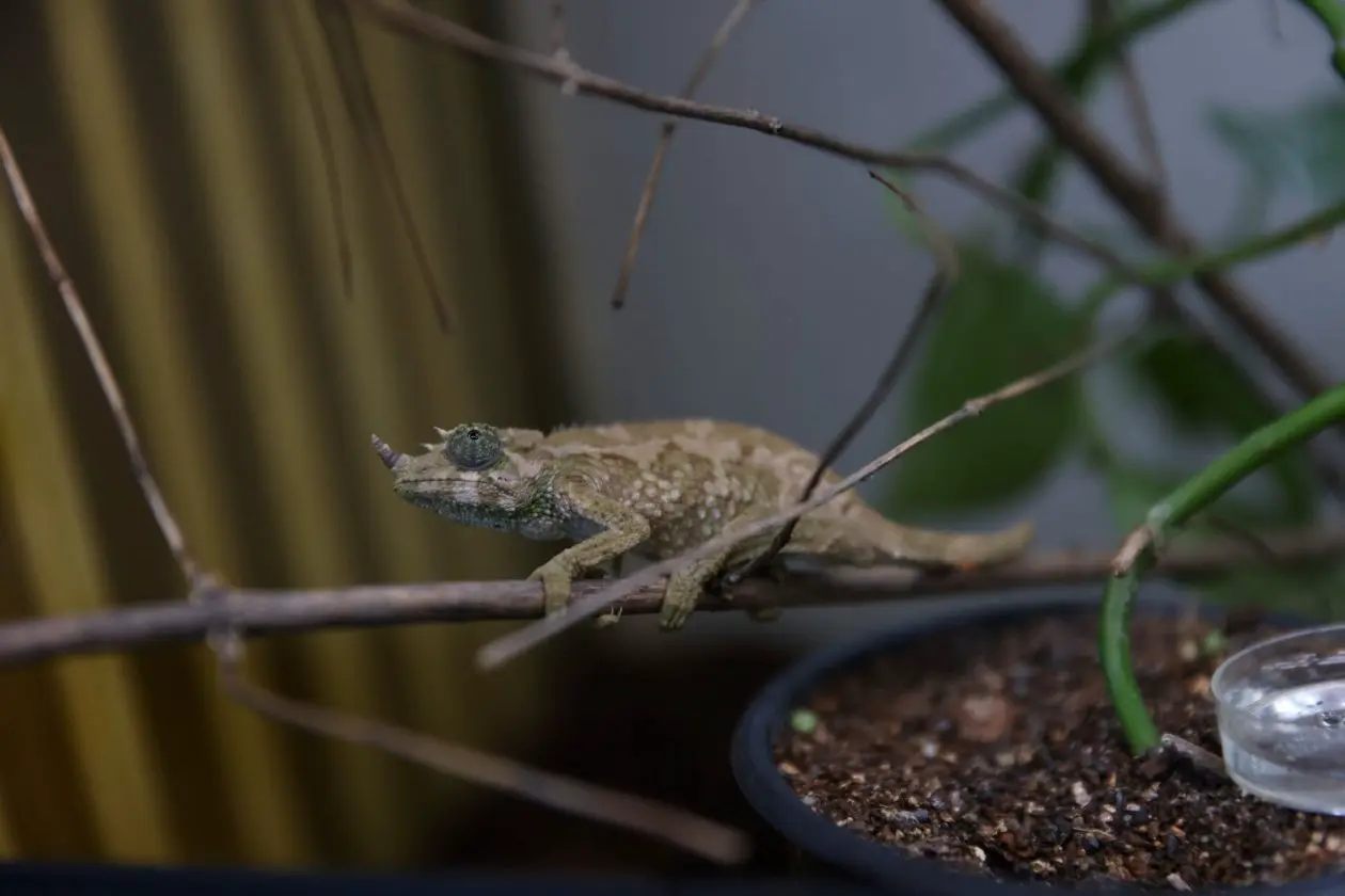 Юные хамелеоны Джексона Пресс-служба Приморского океанариума