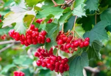 Кофемания удивила гостей напитком из калины – новый тренд или нет kofemaniya udivila gostej napitkom iz kaliny novyj trend ili net-journalrf-ru-0