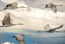 Марианна Веллингтон вдохновляет костюмом журавля и МФЖ marianna vellington vdohnovlyaet kostyumom zhuravlya i mfzh-journalrf-ru-0