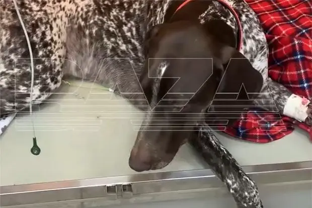 Вводная картинка