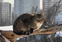 Примгидромет предупреждает о морозах во Владивостоке и Приморье primgidromet preduprezhdaet o morozah vo vladivostoke i primore-journalrf-ru-0