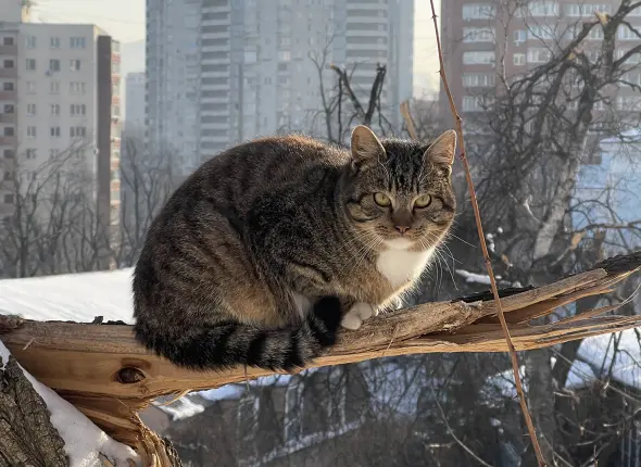 Фото: primamedia.ru