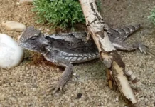 Светлана Акулова из Московского зоопарка рассказала о жизни животных svetlana akulova iz moskovskogo zooparka rasskazala o zhizni zhivotnyh-journalrf-ru-0