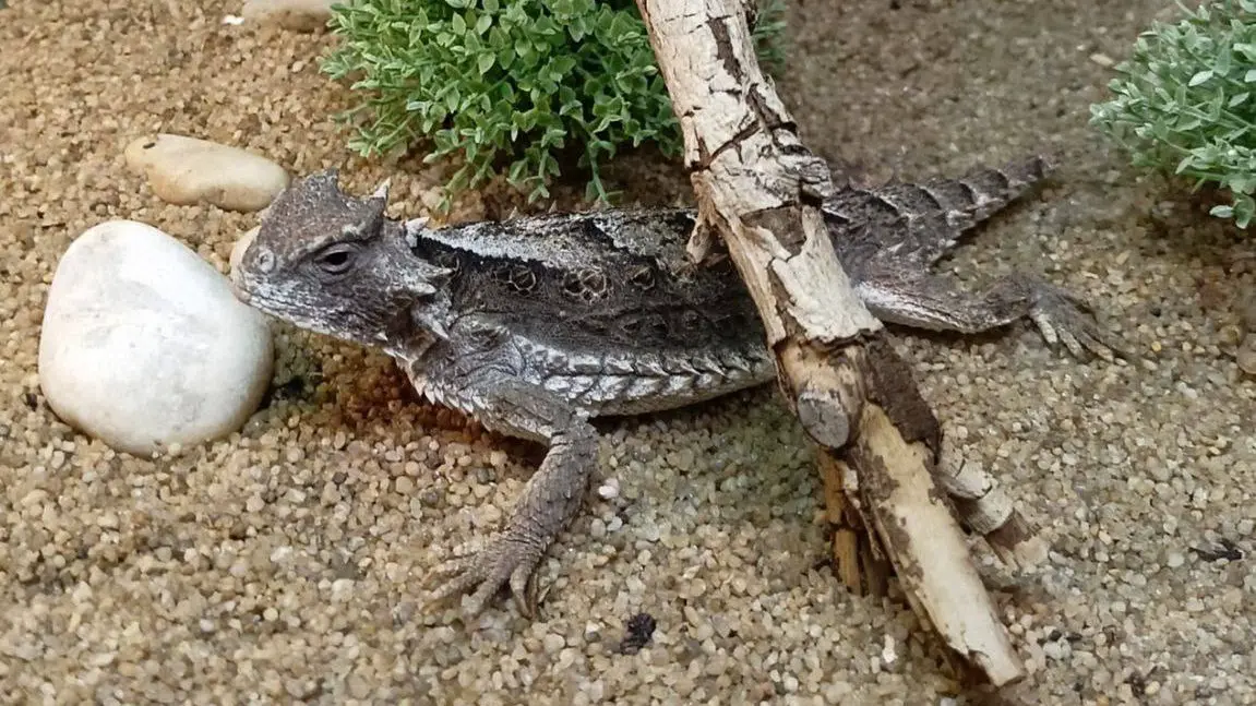 Редкие гигантские ящерицы родились в Московском зоопарке в Рождество