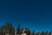 ТюмГУ и Университет Норвегии представили оленеводческие инновации tyumgu i universitet norvegii predstavili olenevodcheskie innovaczii-journalrf-ru-0