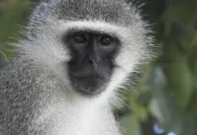 В Сент-Луисе, Миссури проходят поиски верветских обезьян с участием добровольцев v sentluise missuri prohodyat poiski vervetskih obezyan s uchastiem dobrovolczev-journalrf-ru-0