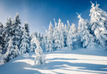 Факты о снеге, которые вы, возможно, не знали Зимнее утро в горном лесу с заснеженными елями