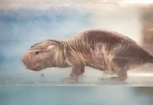 Долголетие голого землекопа – открытие ИХБФМ СО РАН и ИМКБ СО РАН dolgoletie gologo zemlekopa otkrytie ihbfm so ran i imkb so ran-journalrf-ru-0