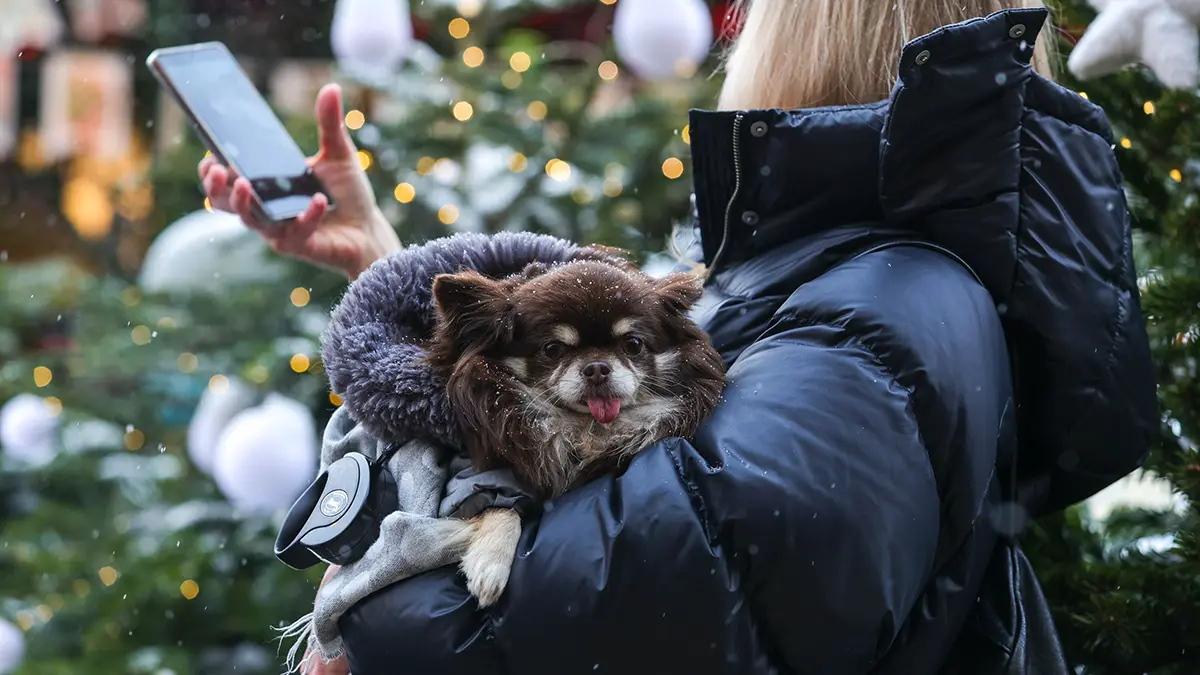Налог на выгул собак: минусы инициативы