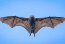 letuchaya lisicza s detenyshem sovershili nezabyvaemyj polet-journalrf-ru-0