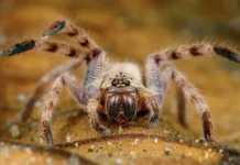 Люблинский суд Москвы защитил природу запретом продажи тарантулов lyublinskij sud moskvy zashhitil prirodu zapretom prodazhi tarantulov-journalrf-ru-0