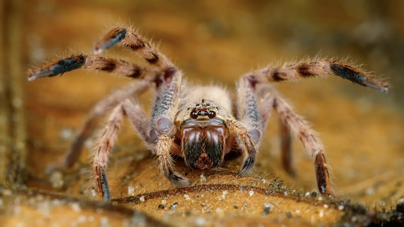 Столичный суд запретил объявления о продаже тарантулов и страусов