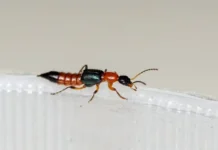 Российские туристы во Вьетнаме встретились с тропическими томкатами rossijskie turisty vo vetname vstretilis s tropicheskimi tomkatami-journalrf-ru-0