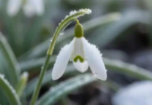 Алла Георгиева объяснила сбор краснокнижных растений и штрафы alla georgieva obyasnila sbor krasnoknizhnyh rastenij i shtrafy-journalrf-ru-0