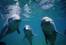 Буревестник и дельфин у Шаблы и Одессы: события на побережье Болгарии burevestnik i delfin u shably i odessy sobytiya na poberezhe bolgarii-journalrf-ru-0