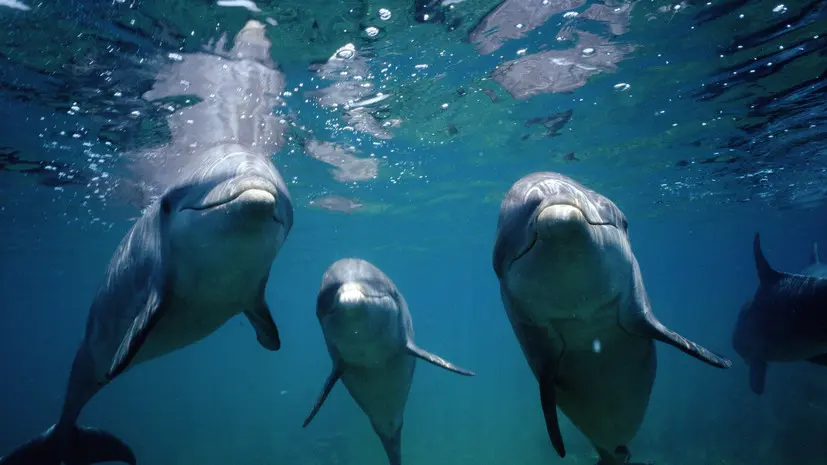 Массовая гибель буревестников и дельфинов зафиксирована в Болгарии