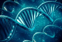 Денисова пещера на Алтае хранит тайны неандертальцев и денисовцев denisova peshhera na altae hranit tajny neandertalczev i denisovczev-journalrf-ru-0