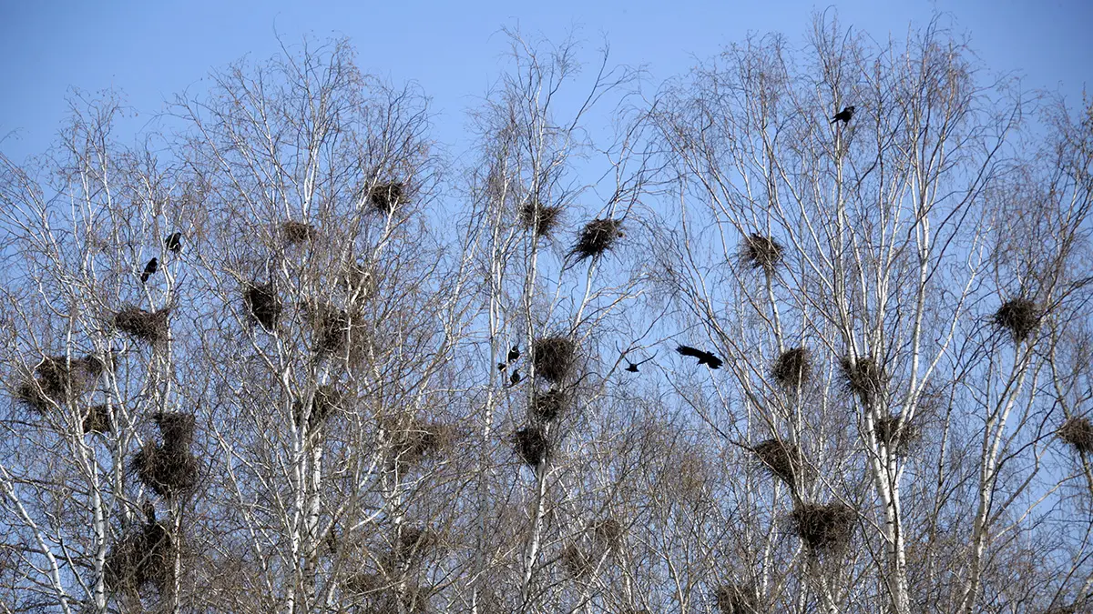Народные приметы на 25 марта 2026 года