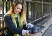 Как кормить голубей без штрафа: советы Веры Кибальченко и КоАП РФ kak kormit golubej bez shtrafa sovety very kibalchenko i koap rf-journalrf-ru-0