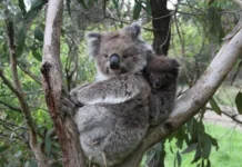 Коалы побеждают гены – открытия Сиднейского университета и команды koaly pobezhdayut geny otkrytiya sidnejskogo universiteta i komandy-journalrf-ru-0