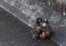 makaka panch iz zooparka itikava i ee plyushevaya lyubov iz -journalrf-ru-0