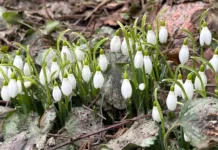 podsnezhniki v krasnoj knigezakon rf i rekomendaczii departamenta-journalrf-ru-0