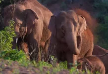 Пожилой Хенг Сае-Ру стал жертвой слона в Кхауяй, Таиланд pozhiloj heng saeru stal zhertvoj slona v khauyaj tailand-journalrf-ru-0