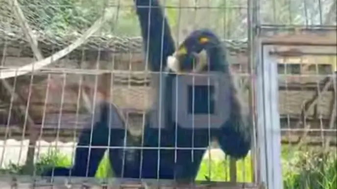 Shot: Обезьяна покусала четырехлетнего ребенка из России во Вьетнаме