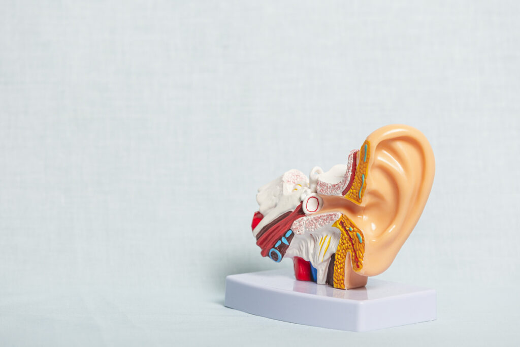 Анатомическая модель уха