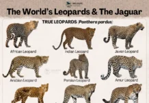 Дальневосточный леопард и снежный барс — удивительные пятнистые кошки dalnevostochnyj leopard i snezhnyj bars udivitelnye pyatnistye koshki-journalrf-ru-0