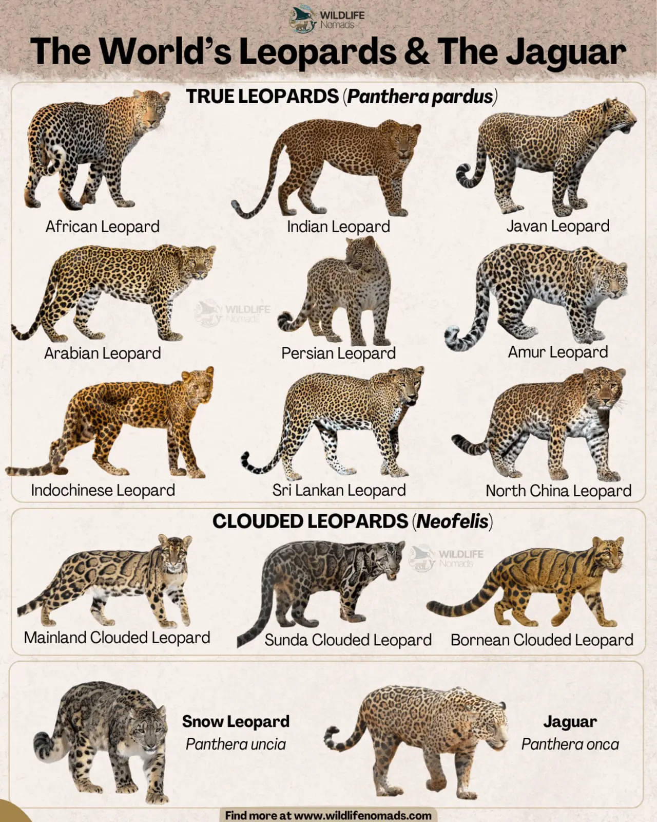 Дальневосточный леопард и снежный барс — удивительные пятнистые кошки-0