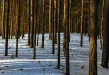 Даниил Баталов и Ирина Усольцева: сын не теряет надежду на чудо daniil batalov i irina usolczeva syn ne teryaet nadezhdu na chudo-journalrf-ru-0