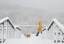 gidrometczentr rossii moskva i oblast perezhivayut vesennij snegopad-journalrf-ru-0