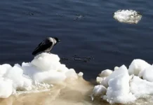 Гидрометцентр сообщил о скором вскрытии шести рек России этой весной gidrometczentr soobshhil o skorom vskrytii shesti rek rossii etoj vesnoj-journalrf-ru-0