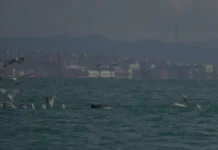 institut shirshova moskvarium i fond priroda i lyudi izuchayut delfinov-journalrf-ru-0