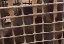 Медведь бойца СВО из Челябинской области терроризирует соседей medved bojcza svo iz chelyabinskoj oblasti terroriziruet sosedej-journalrf-ru-0