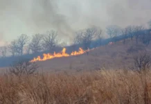 minleshoz i prokuratura primorya obedinili usiliya protiv pozharov-journalrf-ru-0
