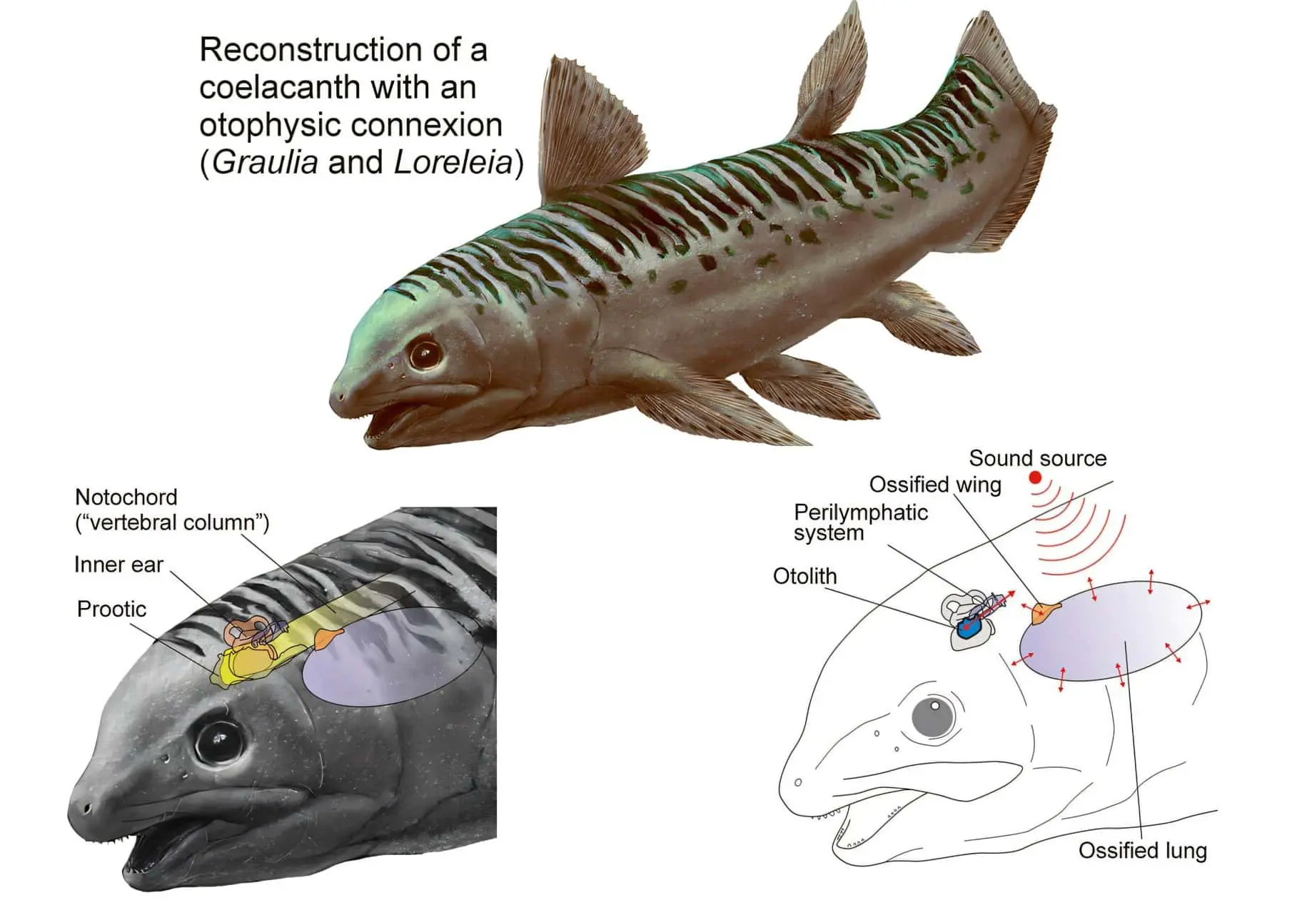 Открытие Европейского синхротронного центра о легких целакантов-0