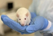 ПИМУ и ИТМО: полилактидные наночастицы для восстановления печени pimu i itmo polilaktidnye nanochasticzy dlya vosstanovleniya pecheni-journalrf-ru-0