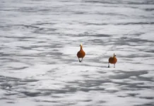 Прокуратура расследует инцидент с детьми на Режевском пруду prokuratura rassleduet inczident s detmi na rezhevskom prudu-journalrf-ru-0