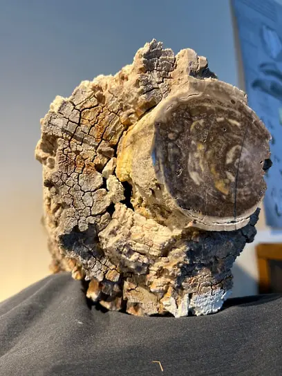 Сенсация в Шалово-Перечицком карьере: прототаксит нашла Анна Любарова-0