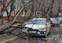 upravlyayushhaya kompaniya kasko i sovety po vozmeshheniyu ushherba ot dereva-journalrf-ru-0