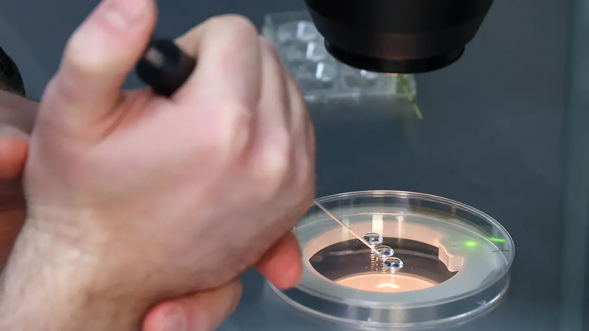 Baza: Спрос на искусственное оплодотворение возрос на 50 процентов за четыре года