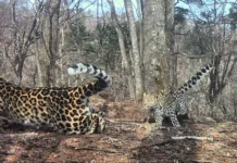 Земля леопарда в Приморье дарит радость редким хищникам zemlya leoparda v primore darit radost redkim hishhnikam-journalrf-ru-0