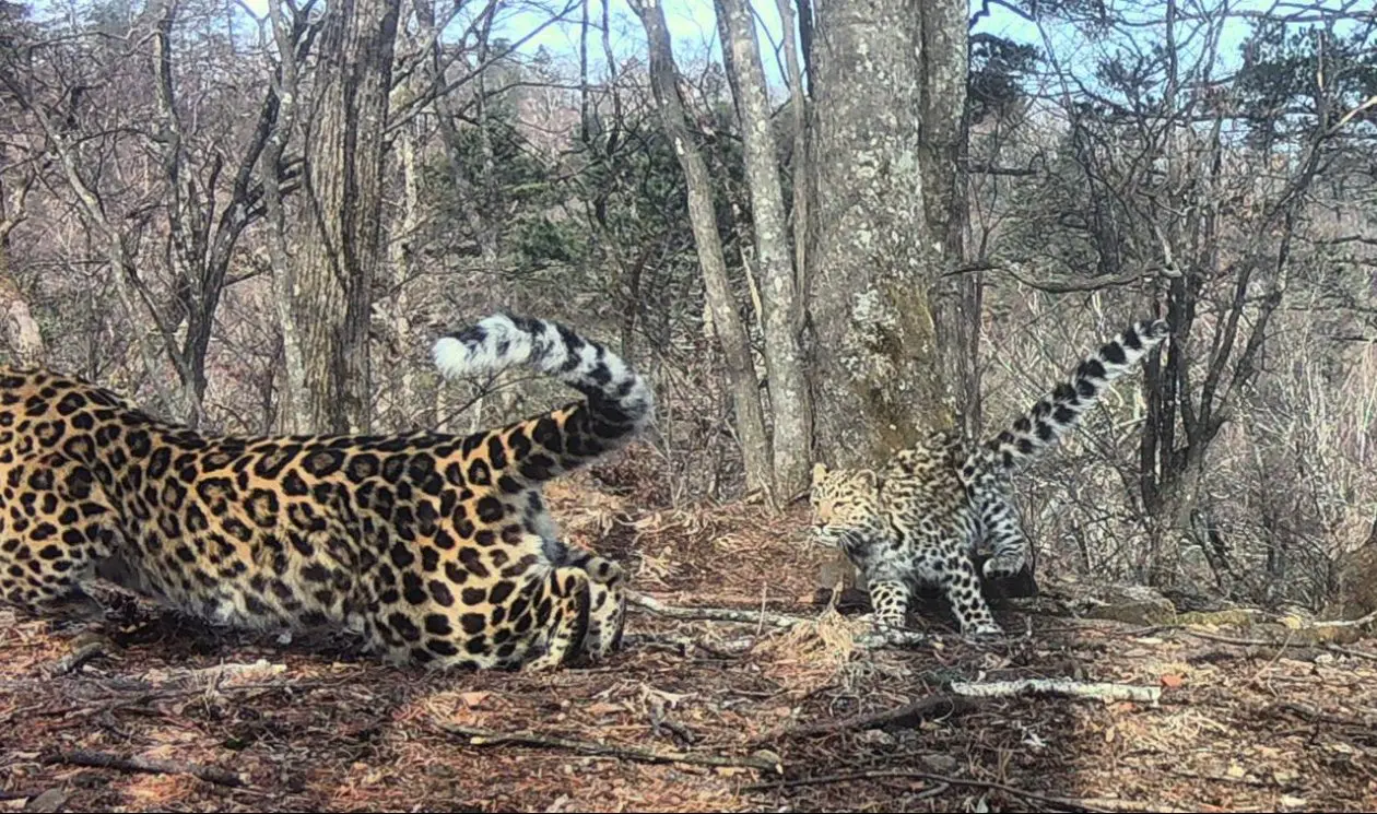 Котёнок леопарда с &quotхвостом трубой&quot догонял маму в нацпарке Приморья ФГБУ &quotЗемля леопарда&quot