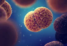 hantavirus na   shilperord i ego ushuajyaissledovanie-journalrf-ru-0