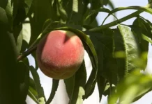 kitajskie frukty zavoevyvayut rynok rossii nablyudaetsya rekordnyj rost-journalrf-ru-0