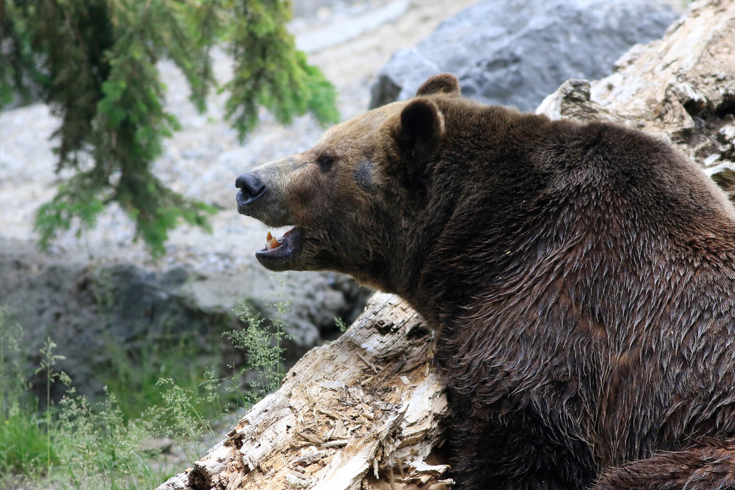 Специальный режим введен на Камчатке из-за активности медведей 176dac83-5705-4bed-a1bc-2bdebec8bae0-674b9931