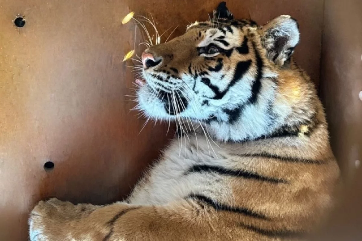 Амурская тигрица обрела новый дом после путешествия через Екатеринбург 2b1e22d8-46f9-4f56-9714-3b76e21001c1-678a8bca