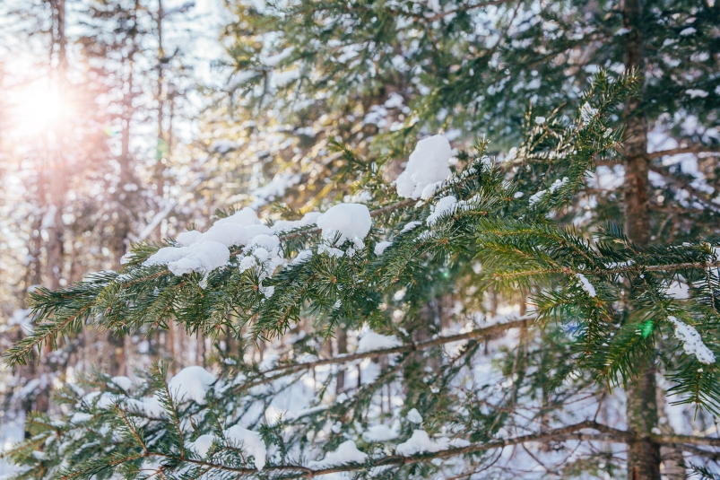 Новогодние праздники в Приморье встретят морозной погодой 0fe88182-e7df-4c22-9306-f3192a621c73-67c36f7a